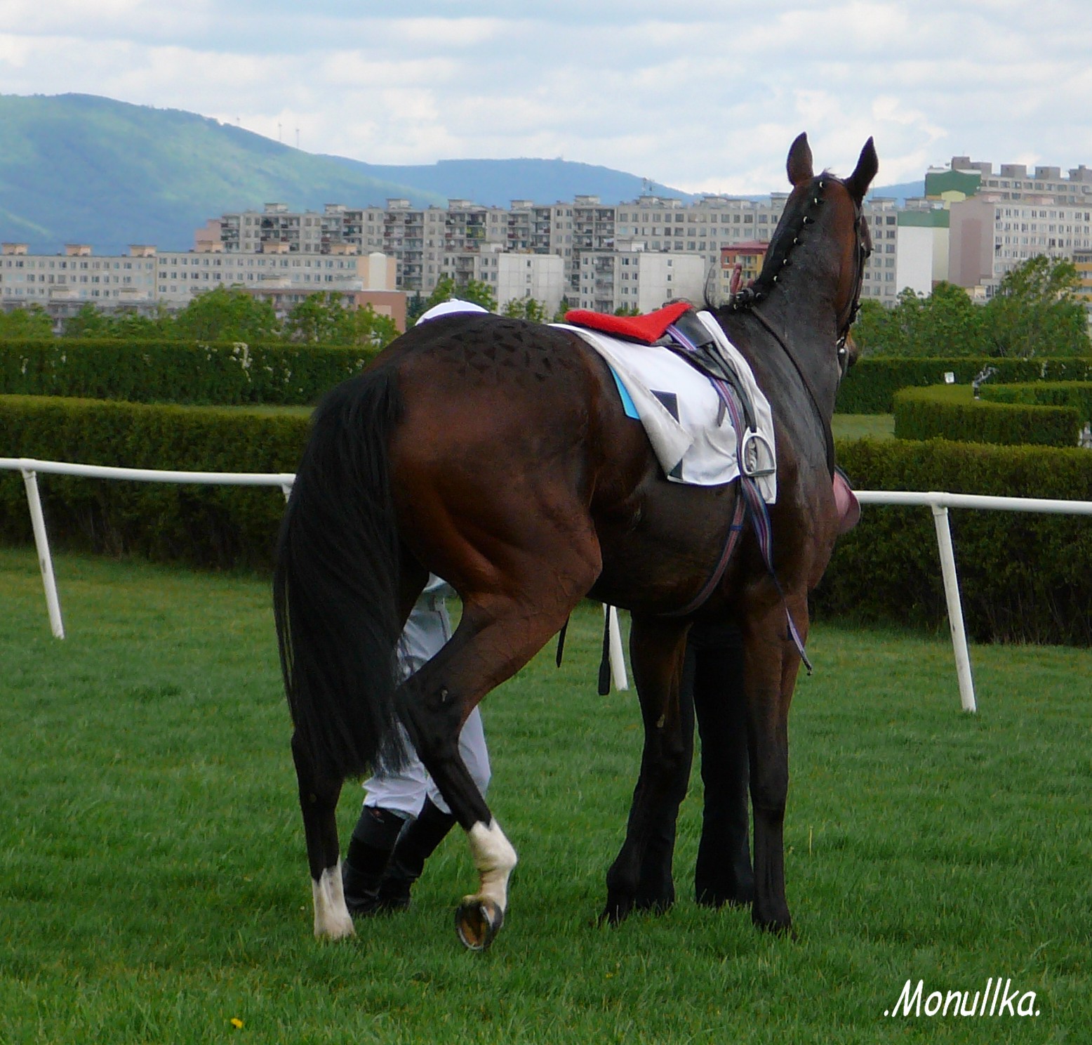 Elssio-1-upr.JPG